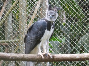 Harpy Eagle 05